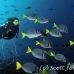 surgeonfish_razor_gor_h_0013_ecu1517.jpg